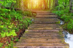 wood-path-in-trees