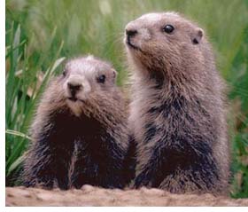 groundhogs